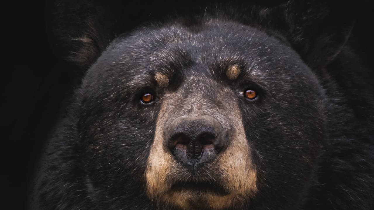 Medvěd si pořídil 400 selfíček