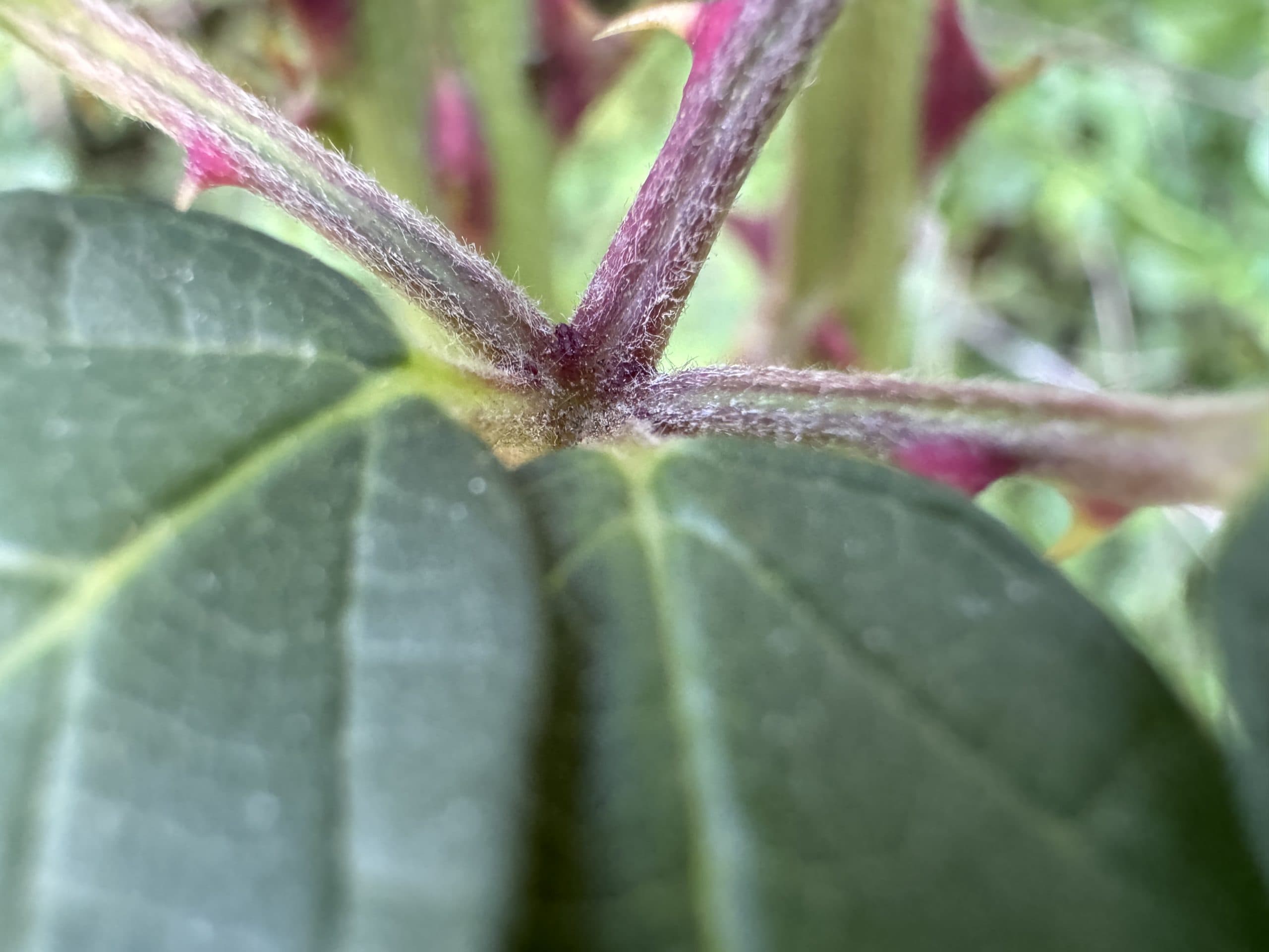 iPhone 15 Pro zkušební fotografie
