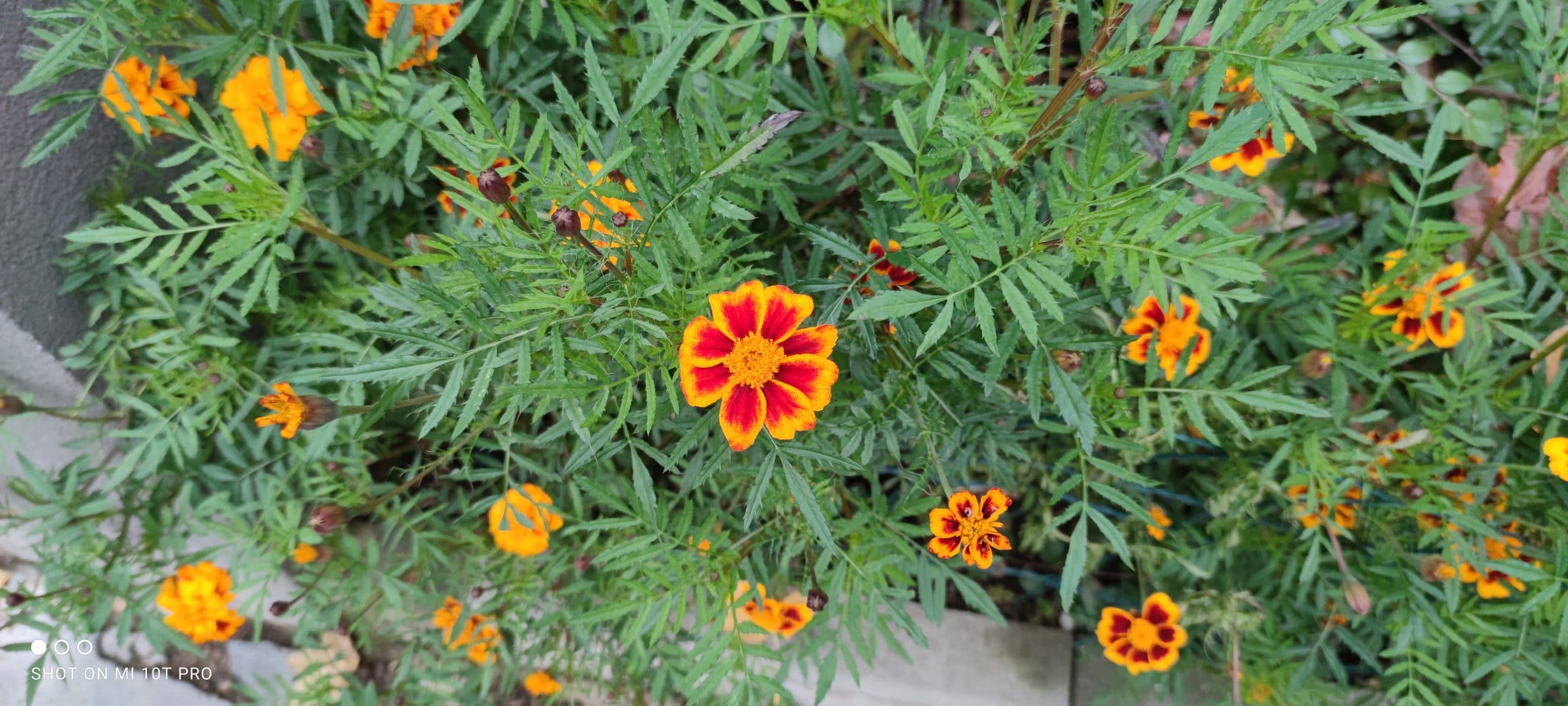 Xiaomi Mi 10T Pro, recenze