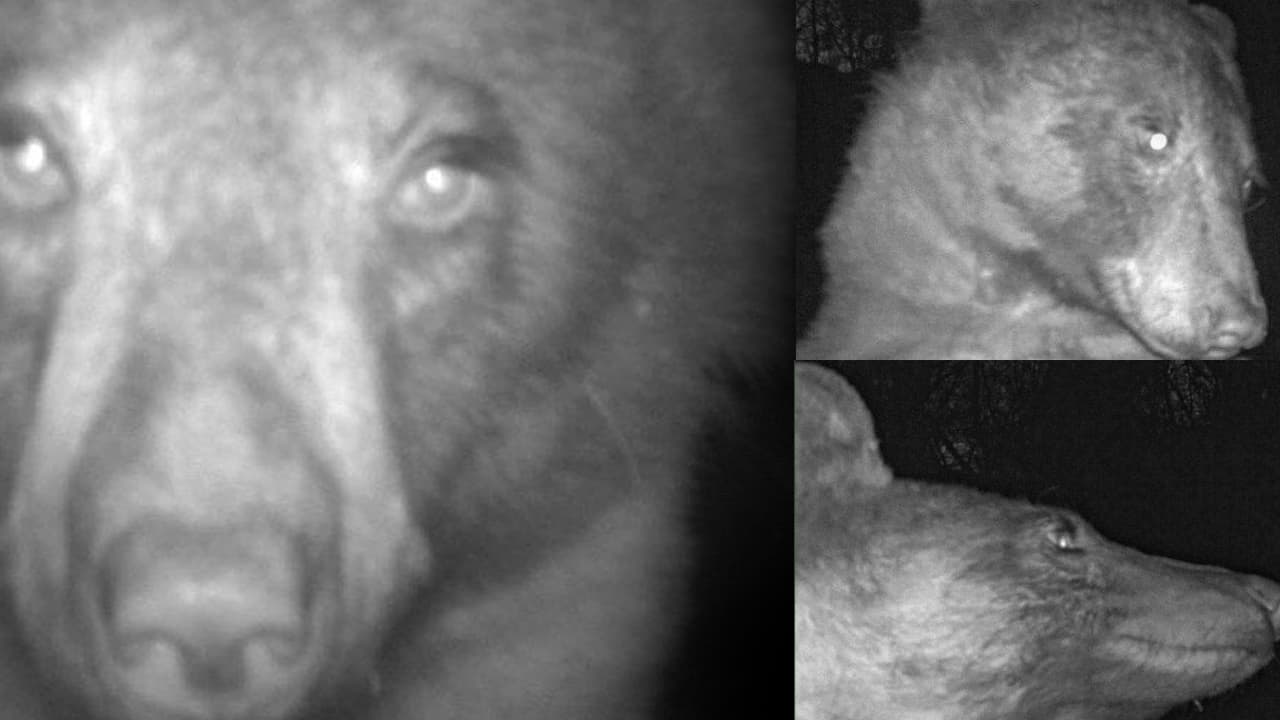 Medvěd si pořídil 400 selfíček