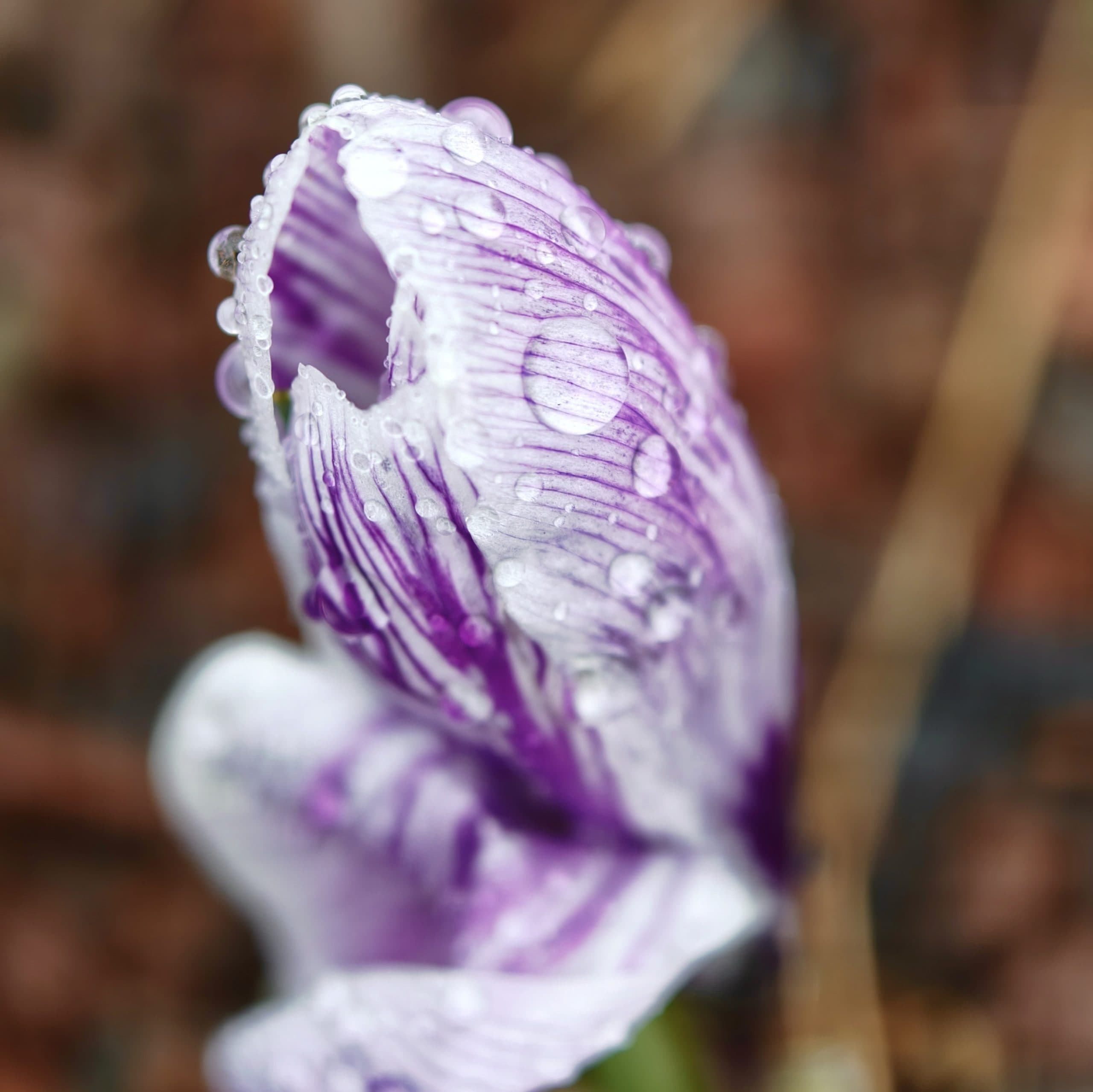 Oppo Find X9 Pro, zkušební fotografie – makro